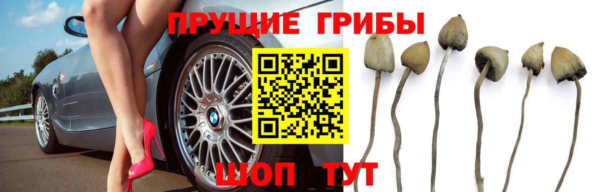 Кузнецк  Псилоцибиновые грибы Cubensis  Псилоцибиновые грибы Psilocybe  Вход с VPN 